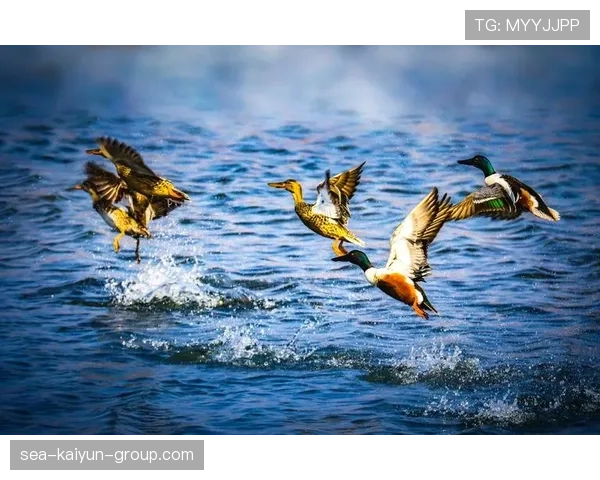 俱乐部年度摄影展 展示赛场内外精彩瞬间,摄影俱乐部宣传海报